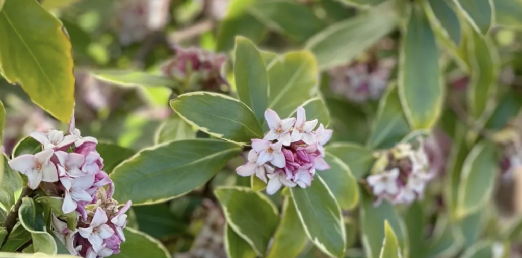Daphne Dora fragrant plant 